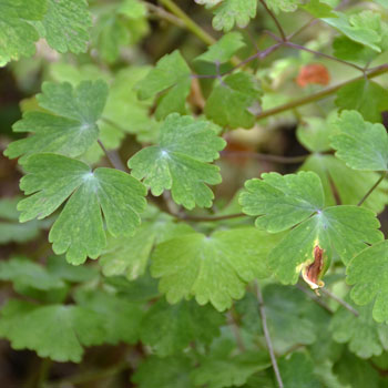 Aquilegia chrysantha, Golden Columbine